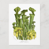 Sarracenia flava briefkaart (Voorkant)