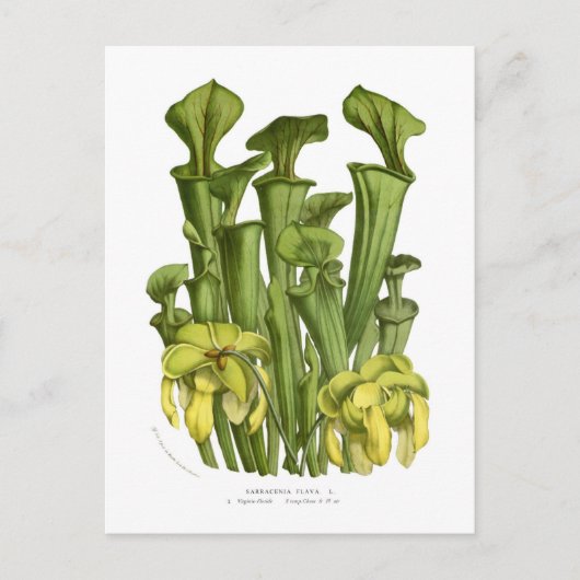 Sarracenia flava briefkaart (Voorkant)