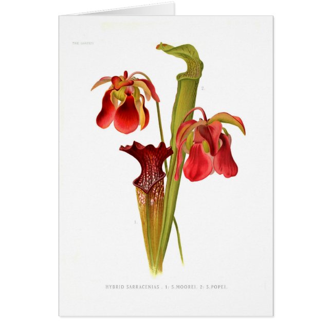 Sarracenia hybriden (Voorkant)