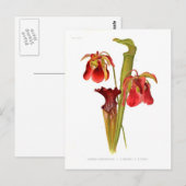 Sarracenia hybriden briefkaart (Voorkant / Achterkant)