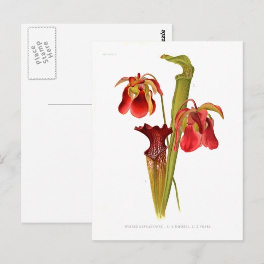 Sarracenia hybriden briefkaart (Voorkant / Achterkant)