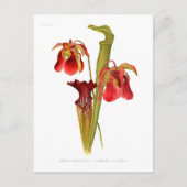 Sarracenia hybriden briefkaart (Voorkant)