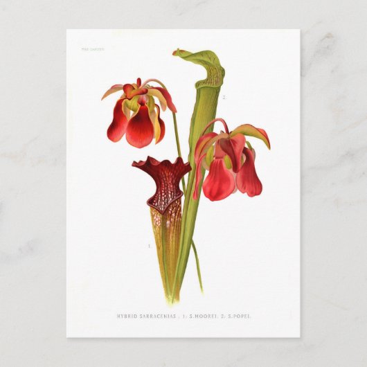 Sarracenia hybriden briefkaart (Voorkant)