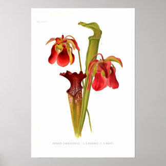 Sarracenia hybriden poster