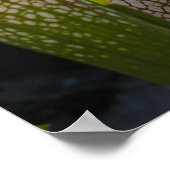 Sarracenia leucophylla Foto Poster Wall Art (Hoek)