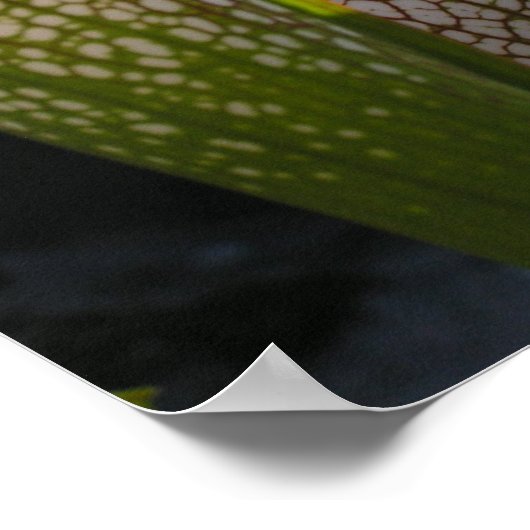 Sarracenia leucophylla Foto Poster Wall Art (Hoek)