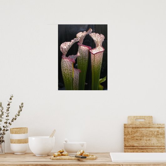 Sarracenia leucophylla Foto Poster Wall Art (Keuken)