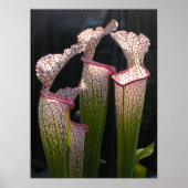 Sarracenia leucophylla Foto Poster Wall Art (Voorkant)