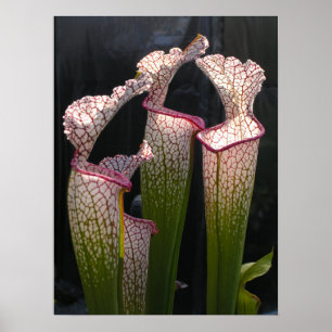 Sarracenia leucophylla Foto Poster Wall Art