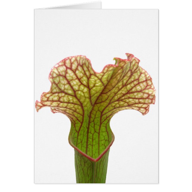 Sarracenia pitcher-Plant (Voorkant)