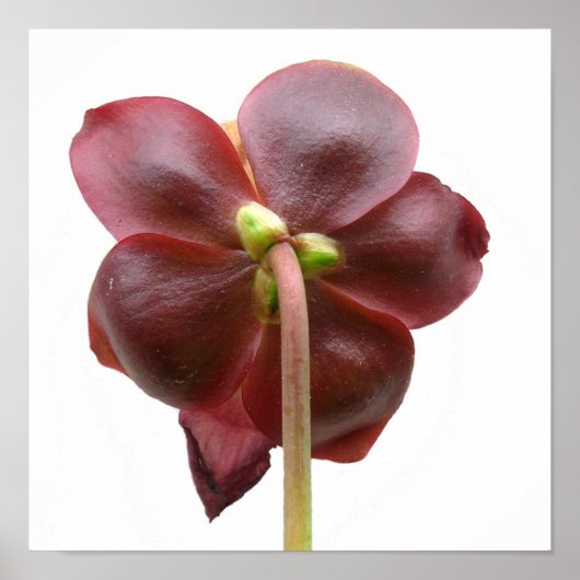Sarracenia purpurea Pitcher Plant Flower Poster (Voorkant)