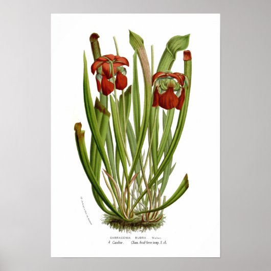 Sarracenia rubra poster (Voorkant)