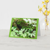 Sarsasparilla in de Bos Lege Kaart van de Nota (Gele Bloem)