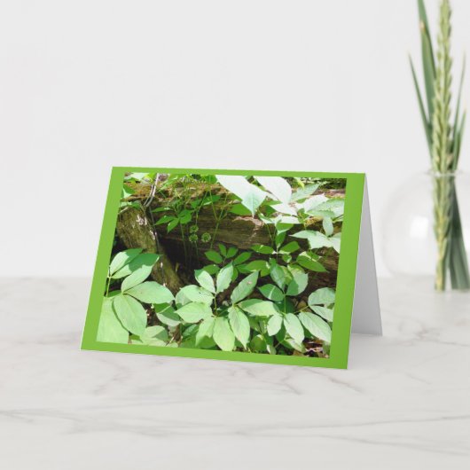 Sarsasparilla in de Bos Lege Kaart van de Nota (Voorkant)