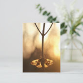 Sarurnia pavonia briefkaart (Staand voorkant)