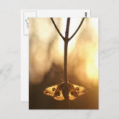 Sarurnia pavonia briefkaart (Voorkant / Achterkant)