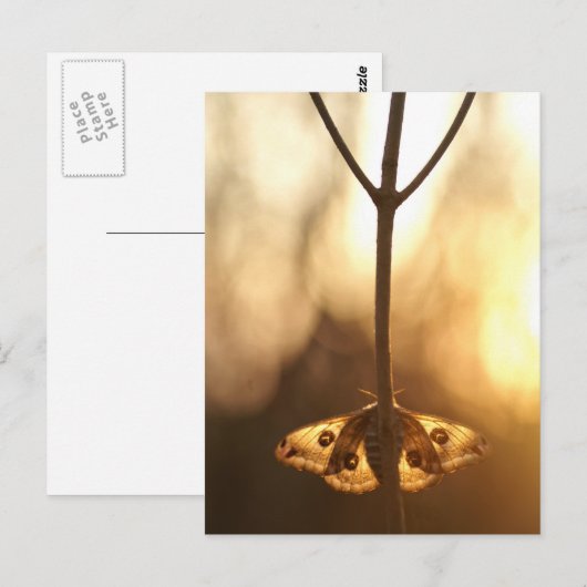 Sarurnia pavonia briefkaart (Voorkant / Achterkant)