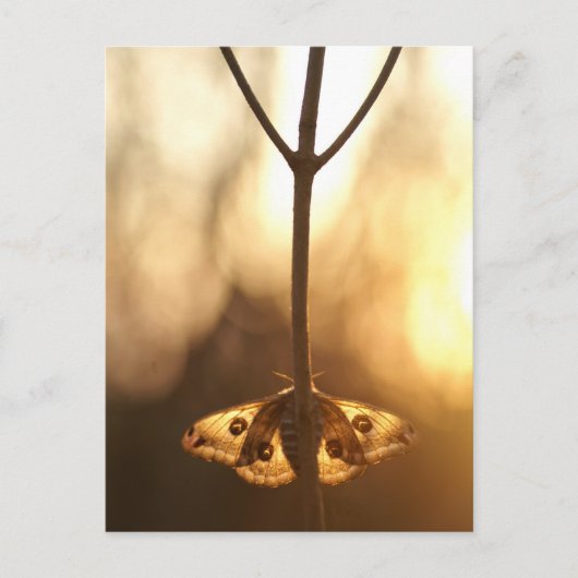 Sarurnia pavonia briefkaart (Voorkant)