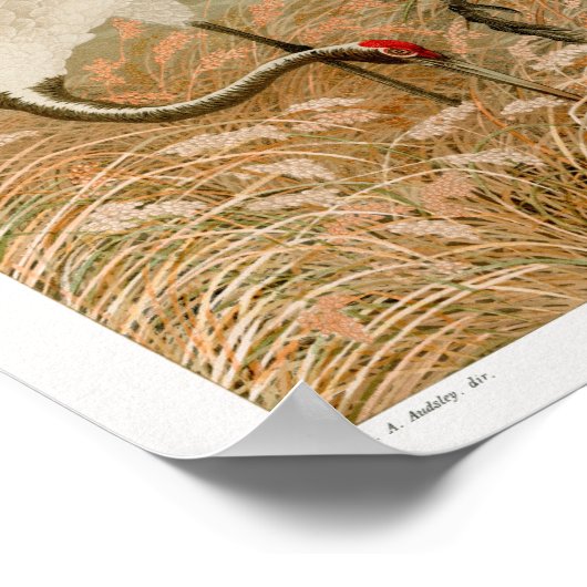 Sarus kraan in rijstveld door G.A. Audsley (1884) Poster (Hoek)