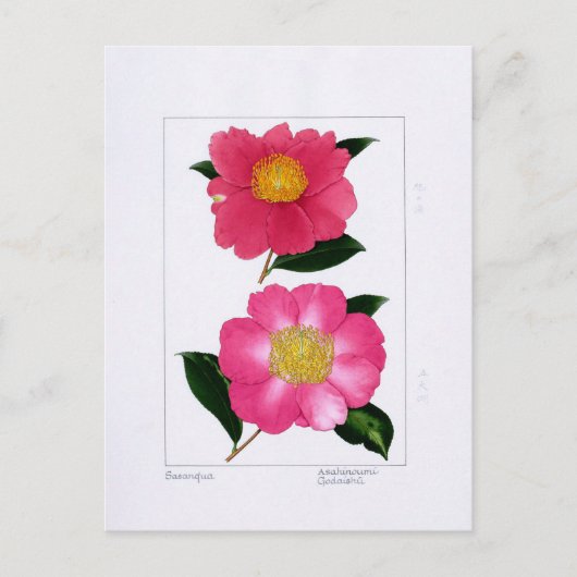 Sasanqua Plate: Asahinoumi & Godaishu Briefkaart (Voorkant)