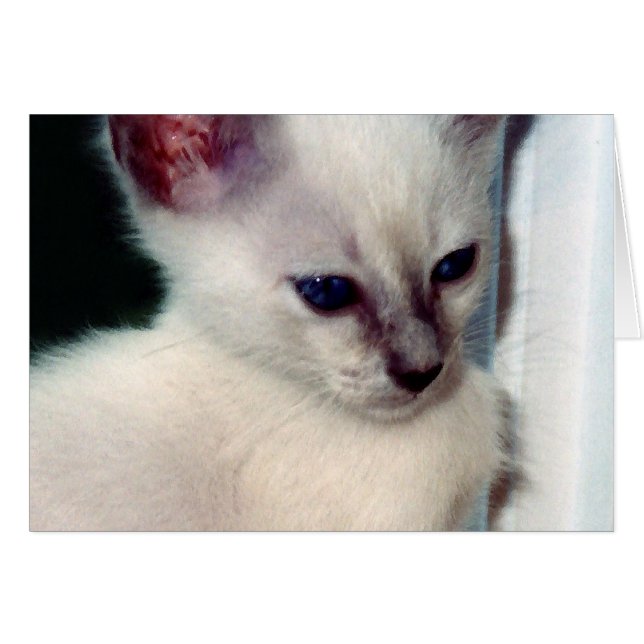 Sasha Kitten Kaart (Voorkant Horizontaal)