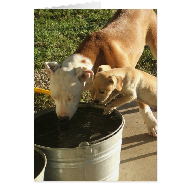 Sasha & Louie (Voorkant)