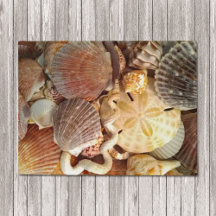 Sashells Sand Dollar Beach Thema
