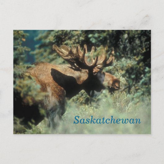 Saskatchewan-briefkaart Briefkaart (Voorkant)