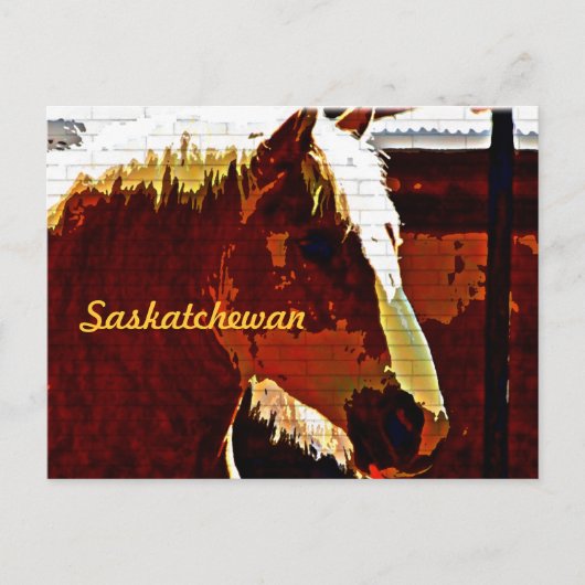 Saskatchewan, sorrel paard in profiel Briefkaart (Voorkant)