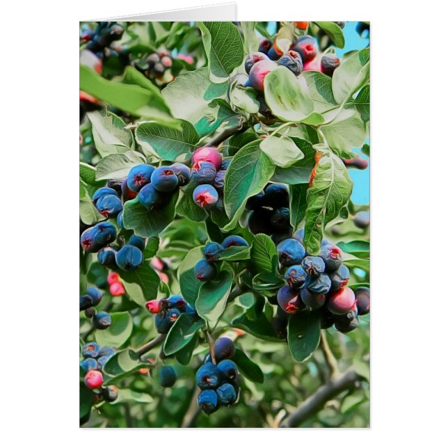 Saskatoon (Voorkant)