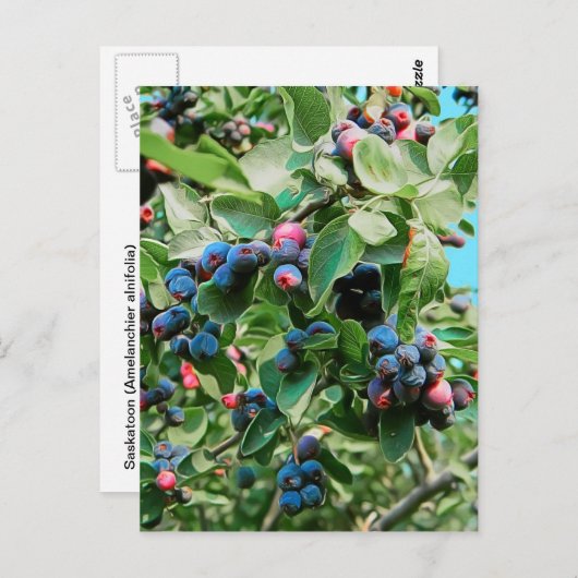 Saskatoon Briefkaart (Voorkant / Achterkant)