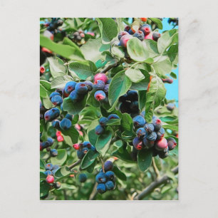 Saskatoon Briefkaart