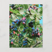 Saskatoon Briefkaart (Voorkant)