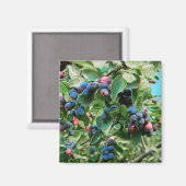 Saskatoon Magneet (Voorkant / Achterkant)