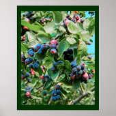 Saskatoon Poster (Voorkant)