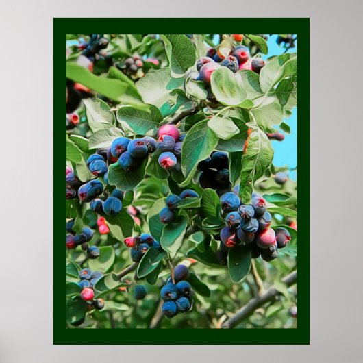 Saskatoon Poster (Voorkant)