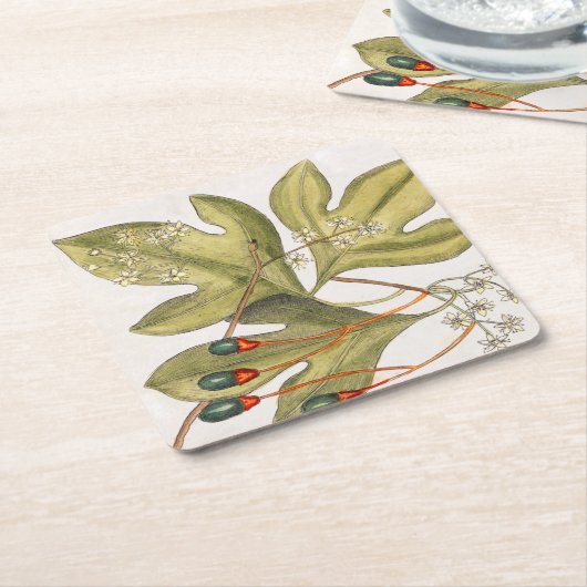 Sassafras Boom laat bloemen  kunst Kartonnen Onderzetters (Schuin)