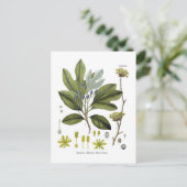 Sassafras officinale briefkaart (Staand voorkant)