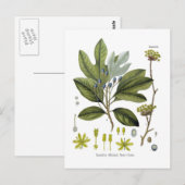 Sassafras officinale briefkaart (Voorkant / Achterkant)