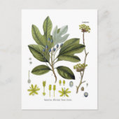 Sassafras officinale briefkaart (Voorkant)