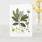 Sassafras officinale kaart (Gele Bloem)