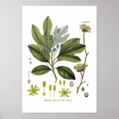 Sassafras officinale poster (Voorkant)