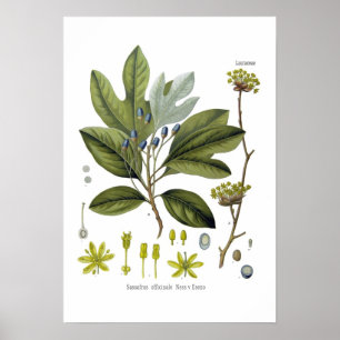 Sassafras officinale poster