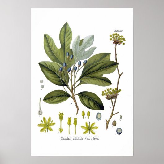 Sassafras officinale poster (Voorkant)
