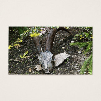 sassafras visitekaartje