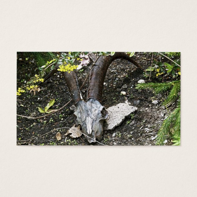 sassafras visitekaartje (Voorkant)