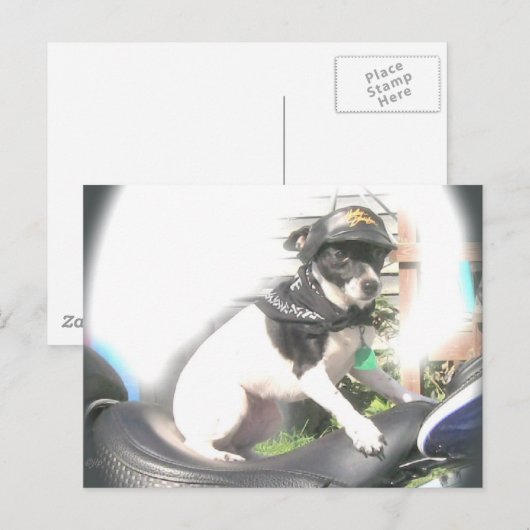 Sassy Biker Rat Terrier Babe Briefkaart (Voorkant / Achterkant)