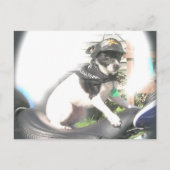 Sassy Biker Rat Terrier Babe Briefkaart (Voorkant)