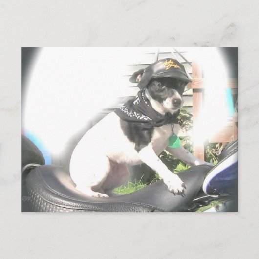 Sassy Biker Rat Terrier Babe Briefkaart (Voorkant)