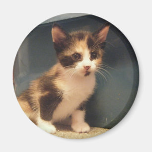 Sassy Calico Kat Magneet